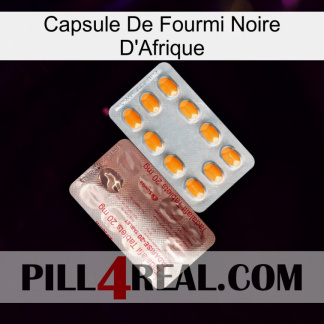 Africa Black Ant Capsule new13